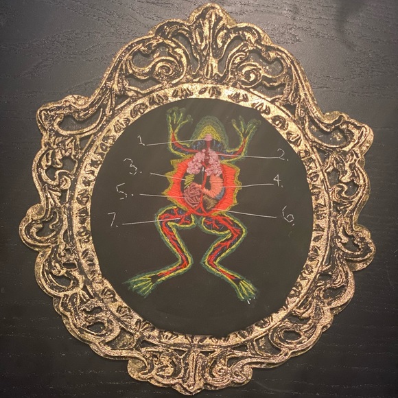 Hand embroidery dissected frog art - Picture 2 of 2